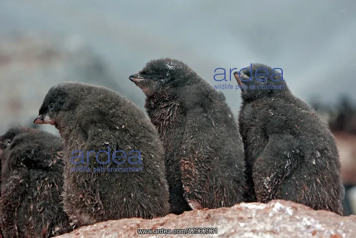 : Adelie Penguin - young - Gourdin Island - Antarctic : Adelie Penguin - young - Gourdin Island - Antarctic