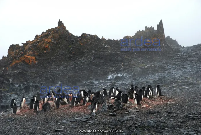 : Adelie Penguins : Adelie Penguins