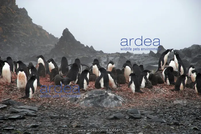 : Adelie Penguins : Adelie Penguins