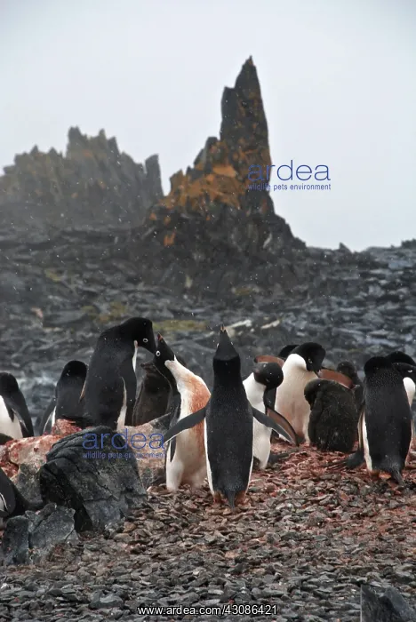 : Adelie Penguins : Adelie Penguins