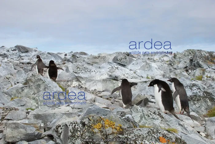 : Adelie Penguins : Adelie Penguins