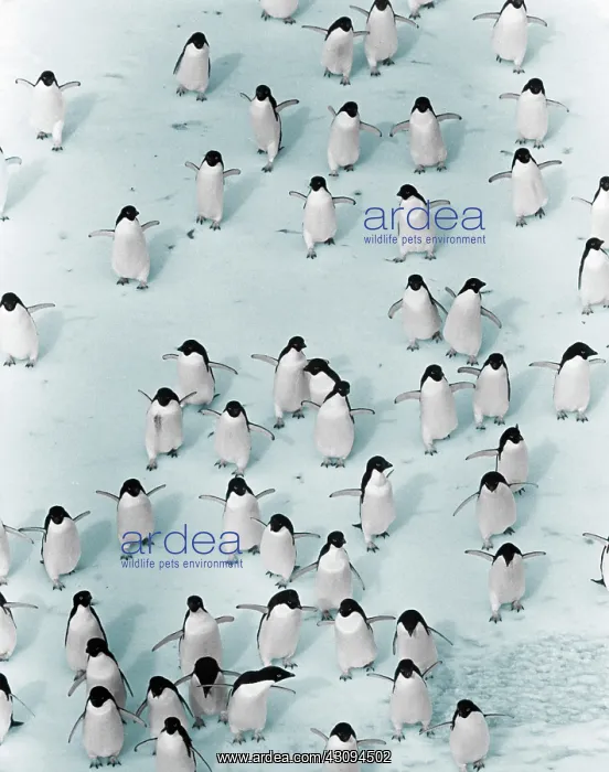 : Adelie Penguins : Adelie Penguins
