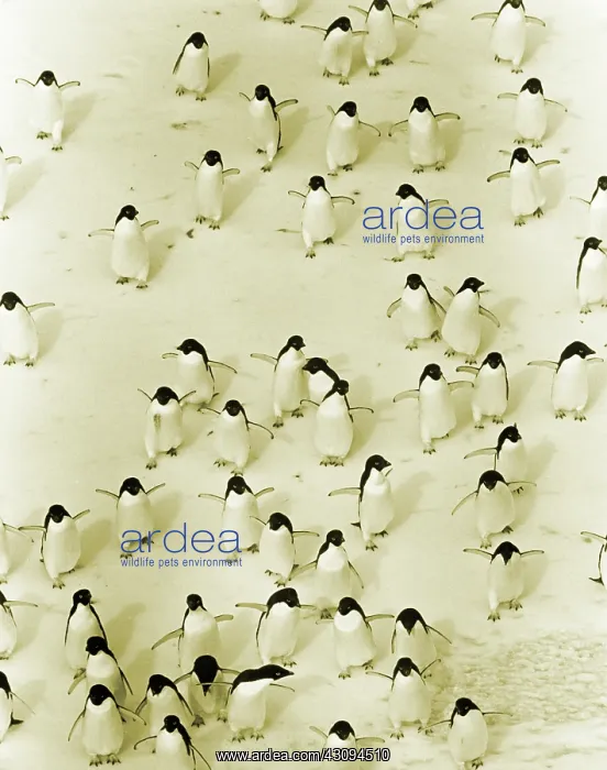 : Adelie Penguins : Adelie Penguins