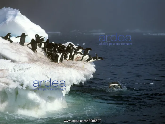 : Adelie Penguins : Adelie Penguins