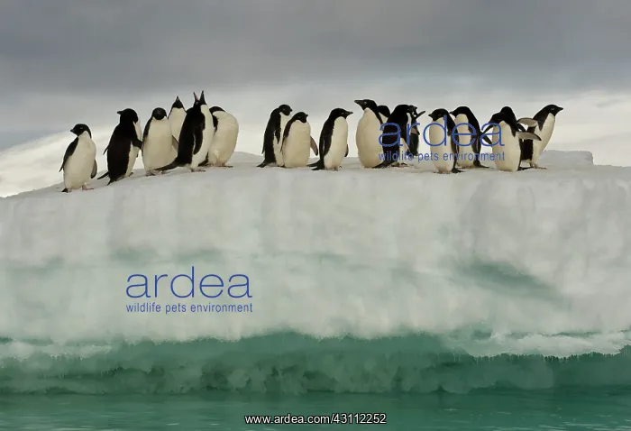 : Adelie Penguins : Adelie Penguins