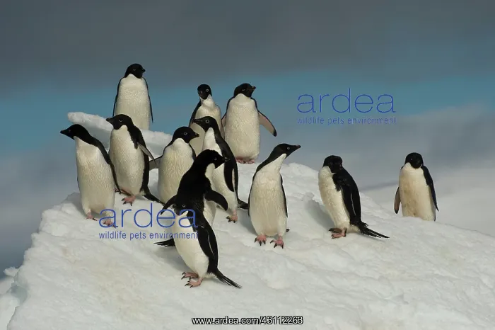 : Adelie Penguins : Adelie Penguins