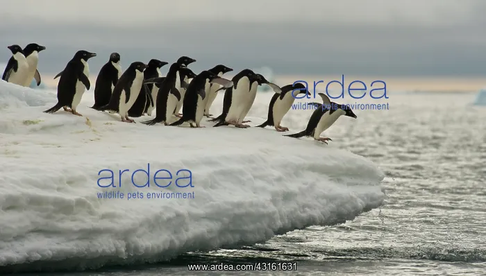 : Adelie Penguins : Adelie Penguins