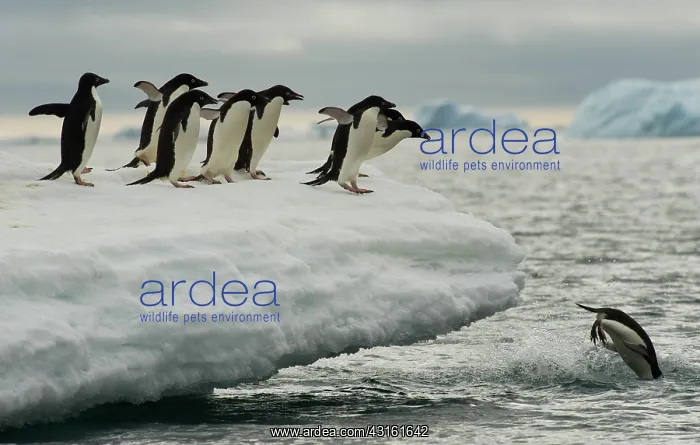 : Adelie Penguins : Adelie Penguins