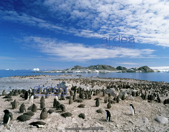 : Adelie Penguins - adult and chicks : Adelie Penguins - adult and chicks