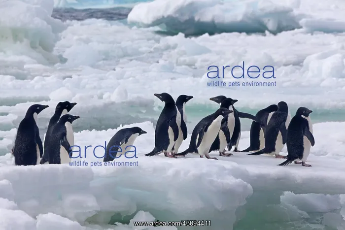 : Adelie Penguins in Antarctica : Adelie Penguins in Antarctica