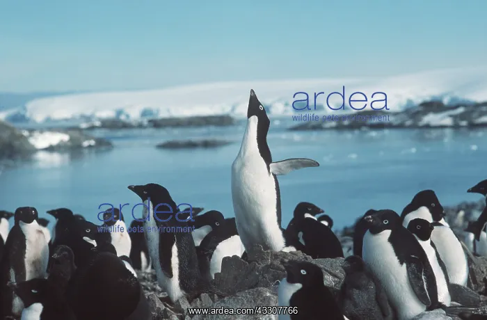 : ADELIE PENGUINS - colony : ADELIE PENGUINS - colony