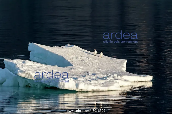 : Adelie Penguins on iceberg floating in the sea : Adelie Penguins on iceberg floating in the sea