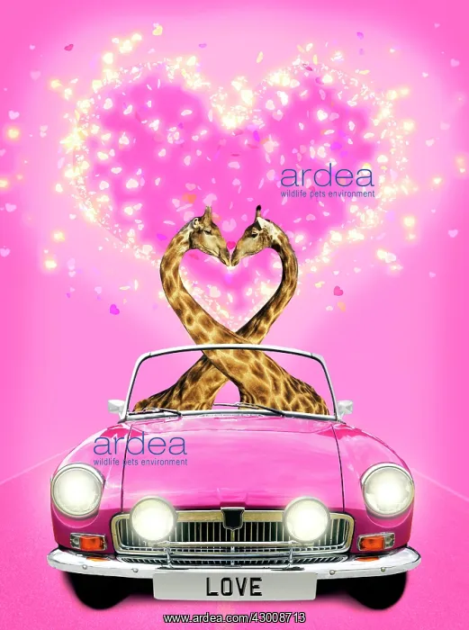 : Adelie Penguins - pair driving car kissing with : Adelie Penguins - pair driving car kissing with