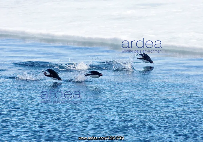 : Adelie Penguins - Three porpoising beside sea ice : Adelie Penguins - Three porpoising beside sea ice