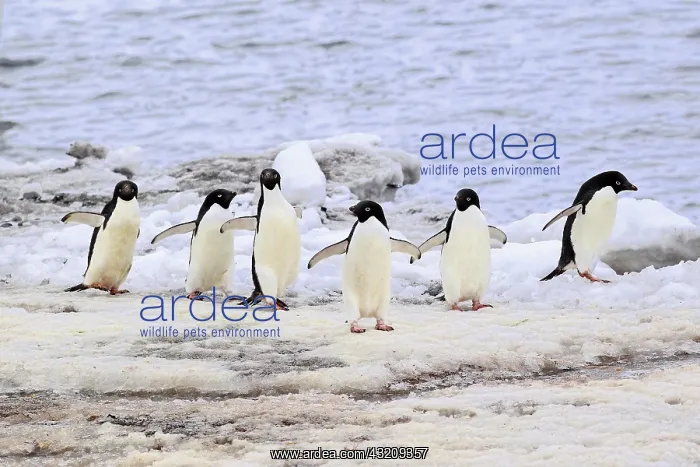 : Adelie Penguins (Pygoscelis adeliae), adults, Antarctica : Adelie Penguins (Pygoscelis adeliae), adults, Antarctica