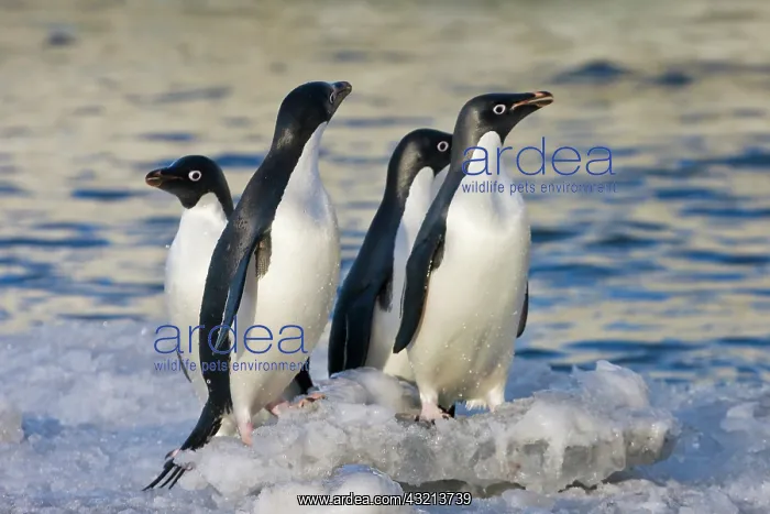 : Adelie Penguins (Pygoscelis adeliae) on : Adelie Penguins (Pygoscelis adeliae) on