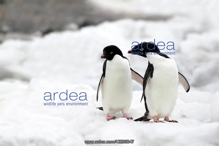 : Adelie Penguins (Pygoscelis adeliae), adults, pair : Adelie Penguins (Pygoscelis adeliae), adults, pair