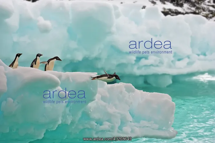: Adelie penguins (Pygoscelis adeliae), jumping from : Adelie penguins (Pygoscelis adeliae), jumping from