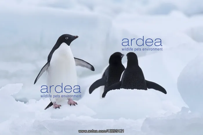 : Three Adelie Penguins (Pygoscelis adeliae), Pau : Three Adelie Penguins (Pygoscelis adeliae), Pau
