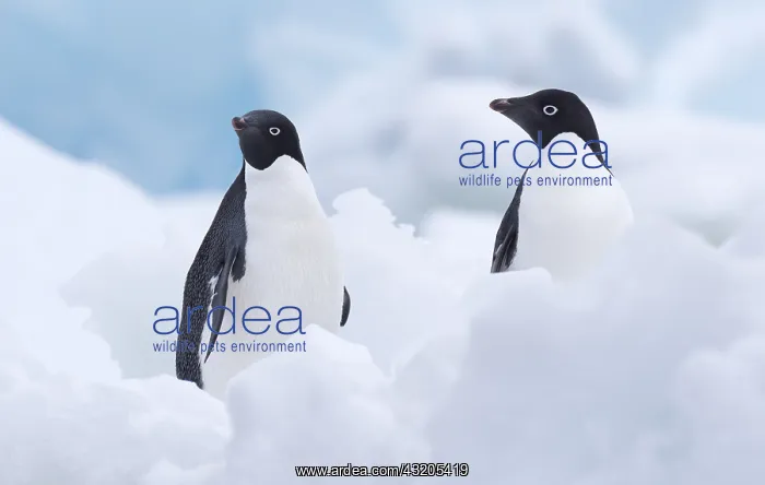 : Two Adelie Penguins (Pygoscelis adeliae), Paule : Two Adelie Penguins (Pygoscelis adeliae), Paule