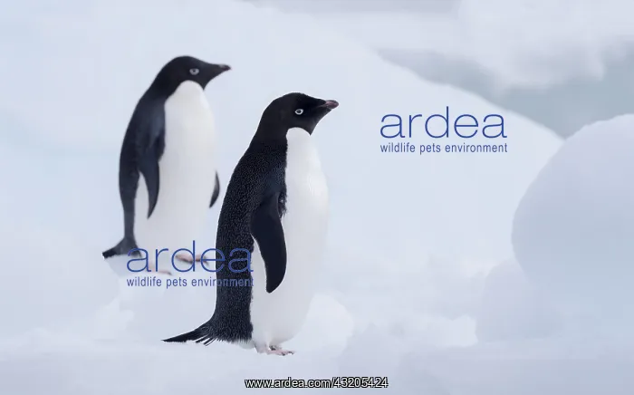 : Two Adelie Penguins (Pygoscelis adeliae), Paule : Two Adelie Penguins (Pygoscelis adeliae), Paule