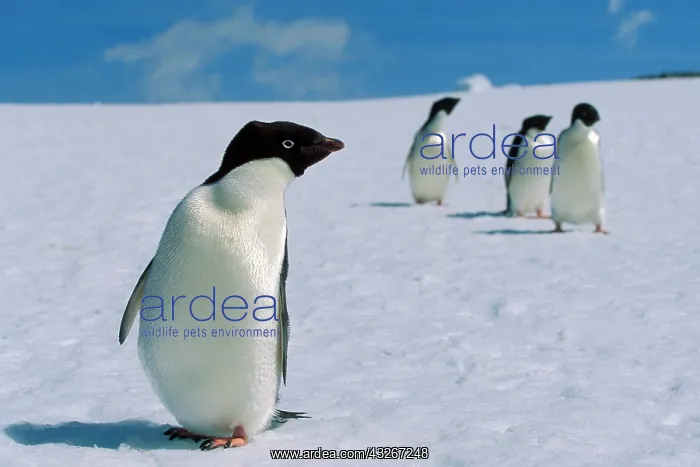 : Adelie penguins (Pygoscelis adeliae) on snow, Antarctica : Adelie penguins (Pygoscelis adeliae) on snow, Antarctica