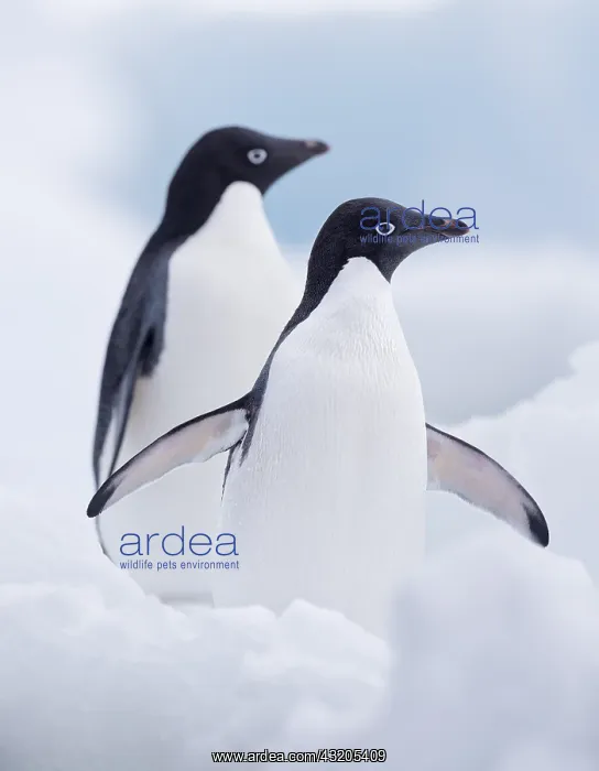 : Two Adelie Penguins (Pygoscelis adeliae) standi : Two Adelie Penguins (Pygoscelis adeliae) standi