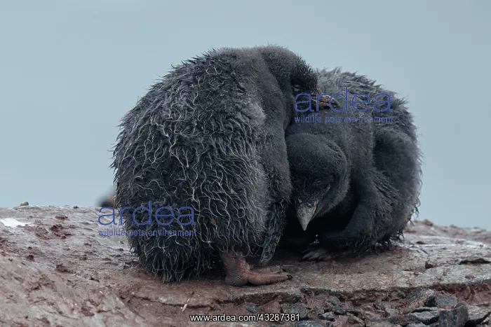 : Two Adelie Penguins (Pygoscelis adeliae), young : Two Adelie Penguins (Pygoscelis adeliae), young