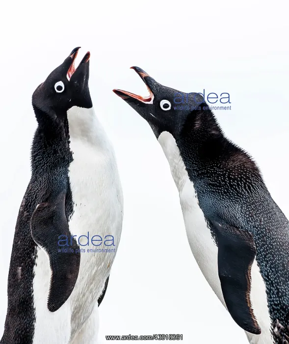  : Adelie Penguins squawking at each other
