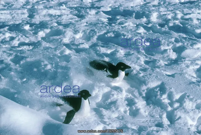 : Adelie Penguins Tobogganing : Adelie Penguins Tobogganing