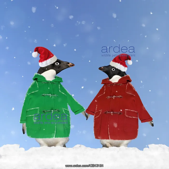 : Adelie Penguins wearing duffle coats and Christmas hats : Adelie Penguins wearing duffle coats and Christmas hats