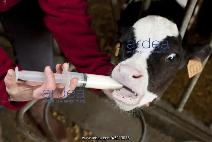 : Administration of colostrum to a newborn calf France : Administration of colostrum to a newborn calf France