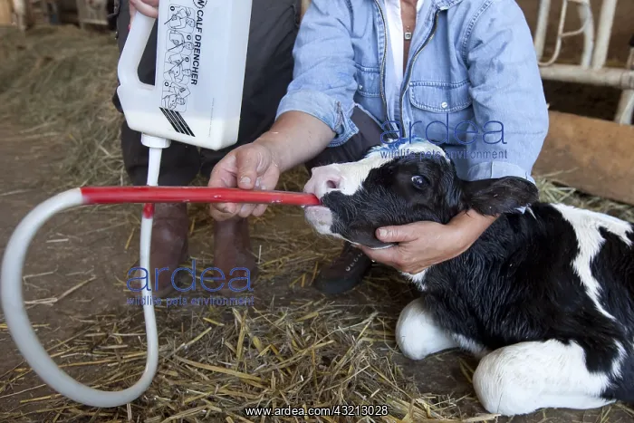 : Administration of colostrum to a newborn Holstein calf : Administration of colostrum to a newborn Holstein calf
