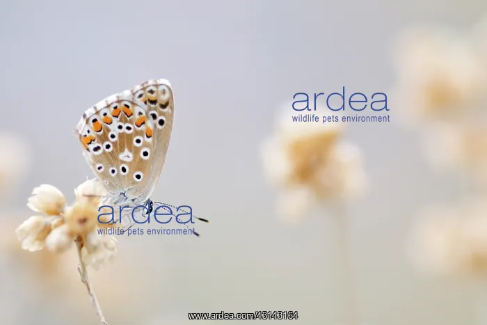 : Adonis Blue : Adonis Blue