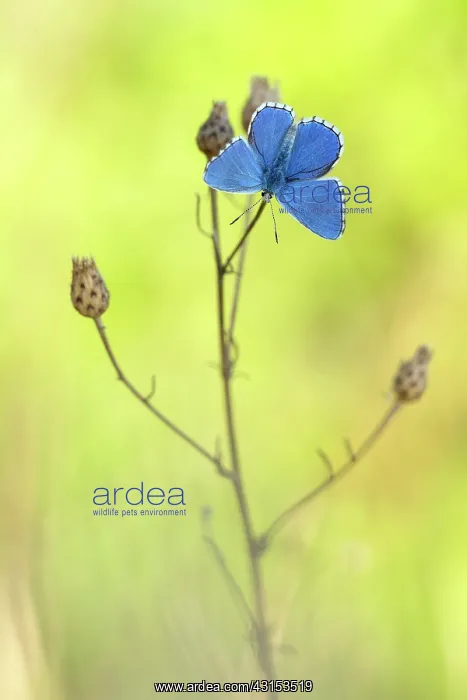  : Adonis Blue