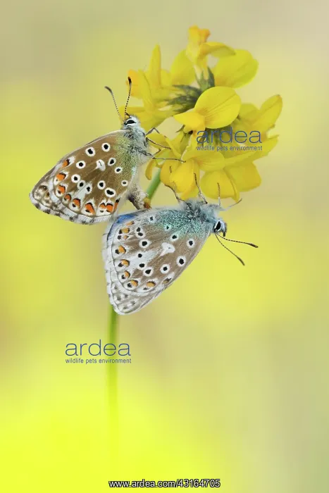 : Adonis Blue : Adonis Blue