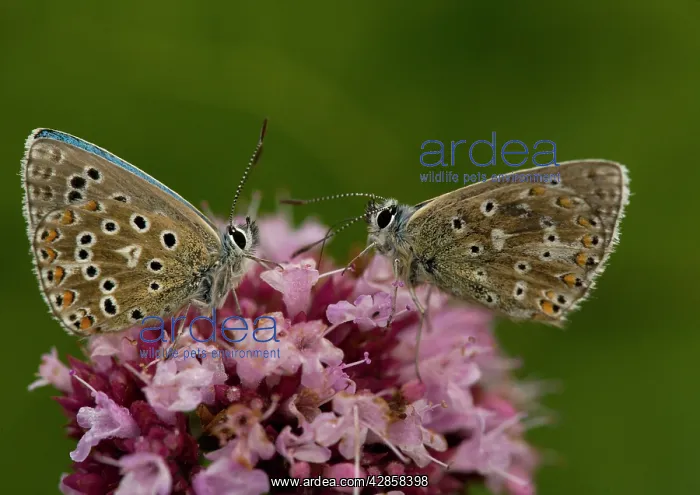 : Adonis Blue Butterflies - x2 on flowers, side view : Adonis Blue Butterflies - x2 on flowers, side view