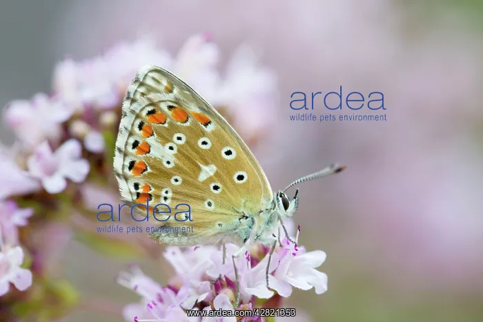 : Adonis Blue Butterfly - female on flower : Adonis Blue Butterfly - female on flower