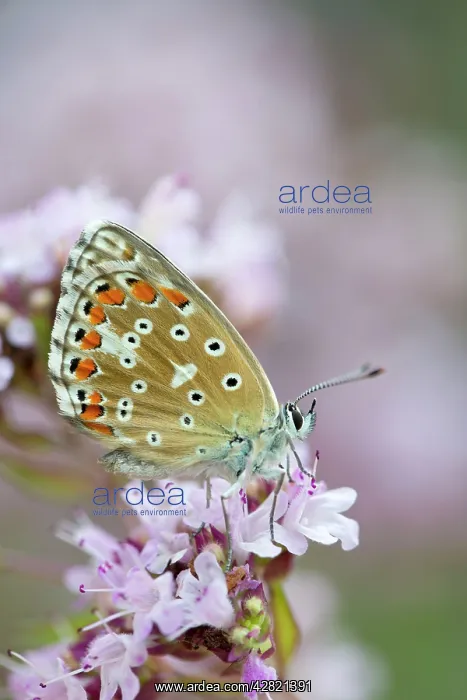 : Adonis Blue Butterfly - female on flower : Adonis Blue Butterfly - female on flower