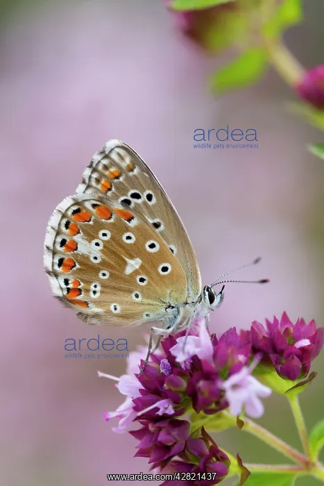 : Adonis Blue Butterfly - female on flower : Adonis Blue Butterfly - female on flower