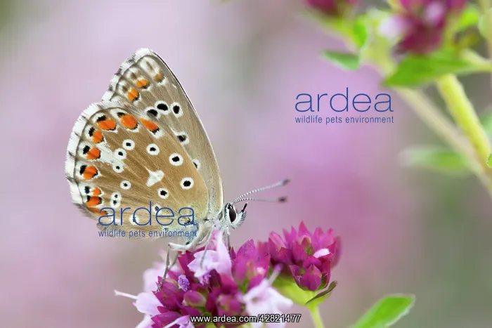 : Adonis Blue Butterfly - female on flower : Adonis Blue Butterfly - female on flower