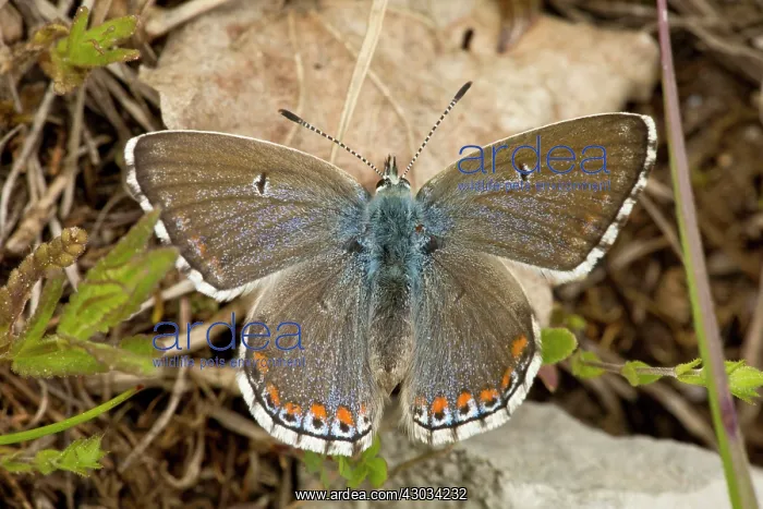 : Adonis Blue Butterfly female (Polyommatus) basking : Adonis Blue Butterfly female (Polyommatus) basking
