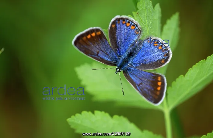 : Adonis BLUE BUTTERFLY - Female resting in dull weather : Adonis BLUE BUTTERFLY - Female resting in dull weather