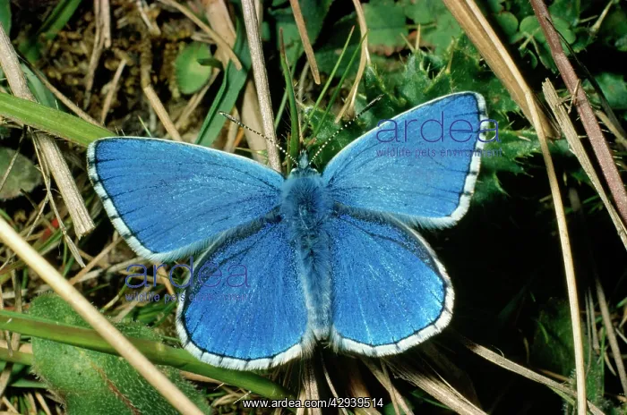 : Adonis Blue Butterfly - female resting in dull weather : Adonis Blue Butterfly - female resting in dull weather