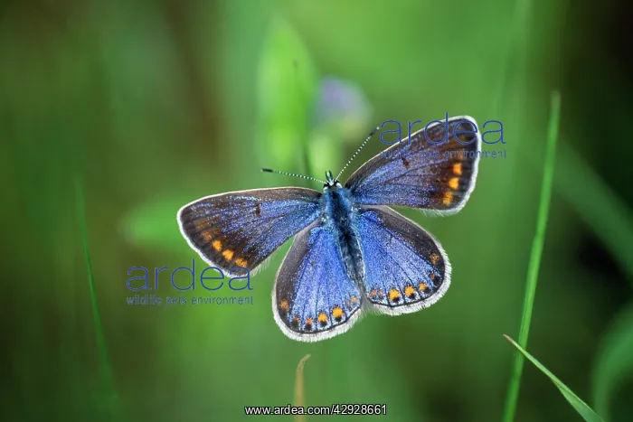 : Adonis Blue BUTTERFLY - female, with wings open : Adonis Blue BUTTERFLY - female, with wings open