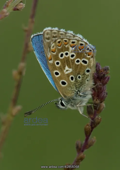 : Adonis Blue Butterfly - side view : Adonis Blue Butterfly - side view