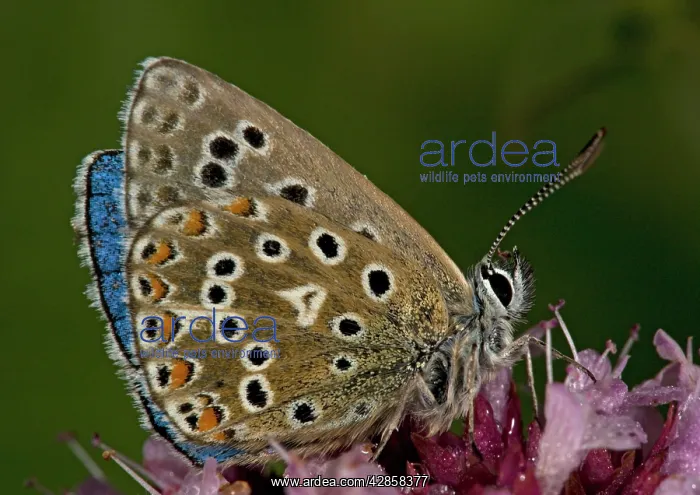 : Adonis Blue Butterfly - side view : Adonis Blue Butterfly - side view
