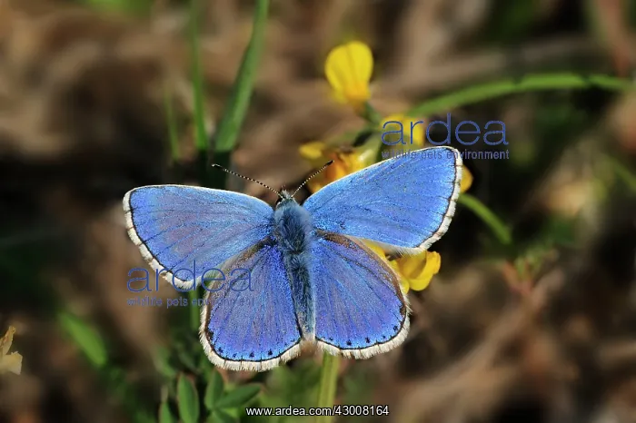  : Adonis Blue male