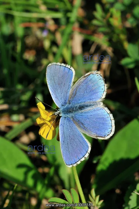  : Adonis Blue male