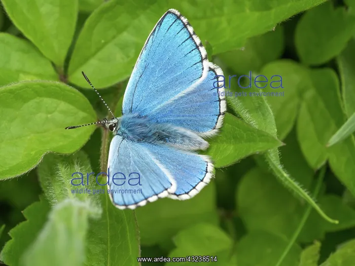 : Adonis blue - male - wings open - resting on leaves - Dorset : Adonis blue - male - wings open - resting on leaves - Dorset